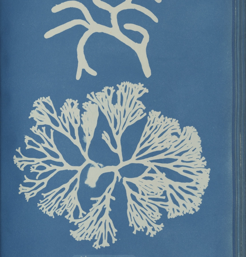 Anna Atkins image