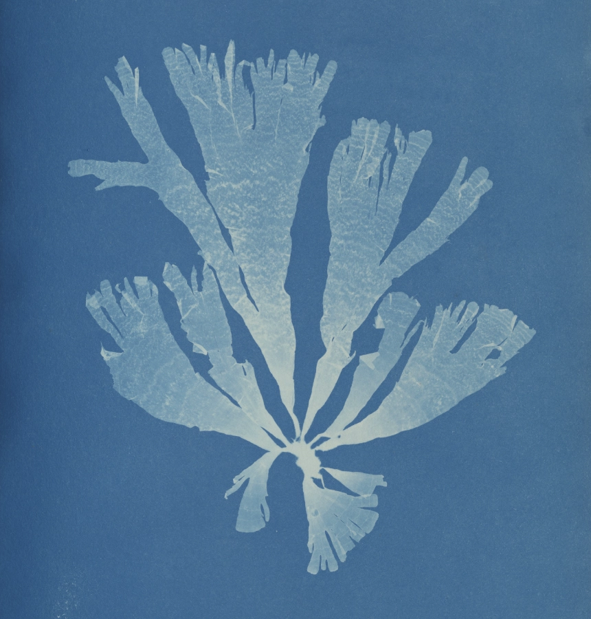 Anna Atkins image