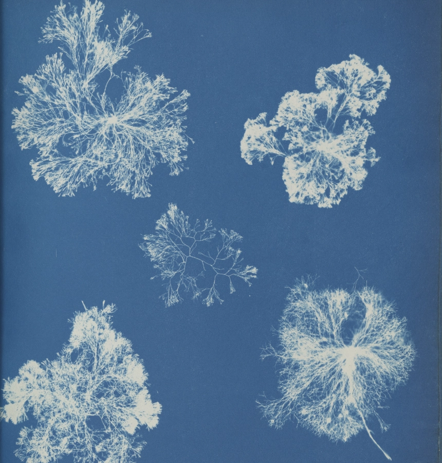 Anna Atkins image