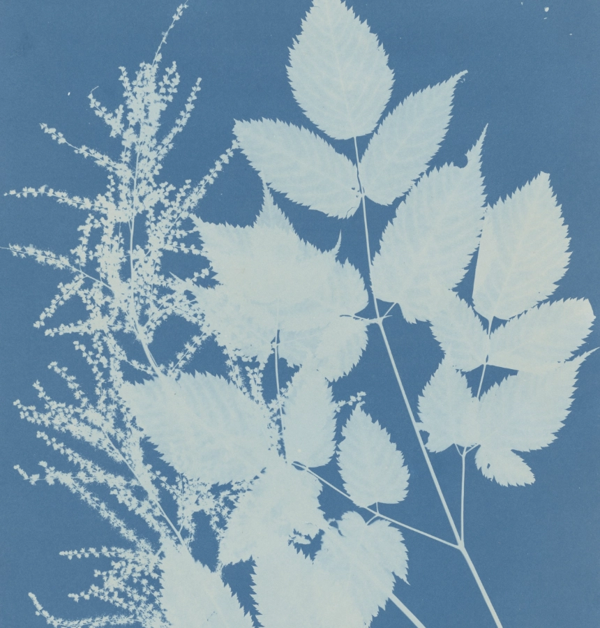 Anna Atkins image