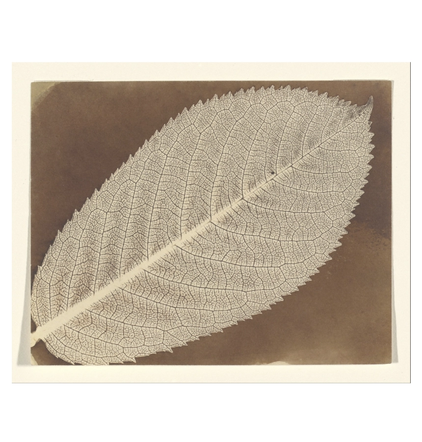 William Henry Fox Talbot image