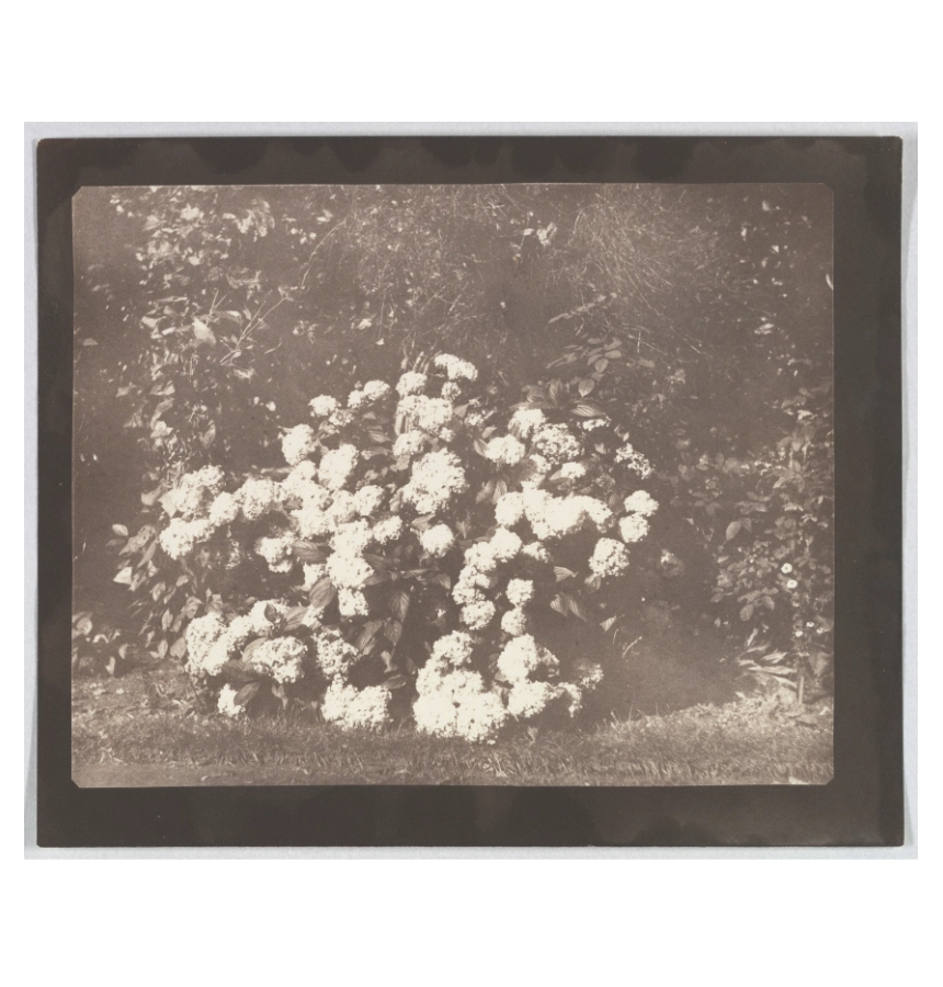 William Henry Fox Talbot image
