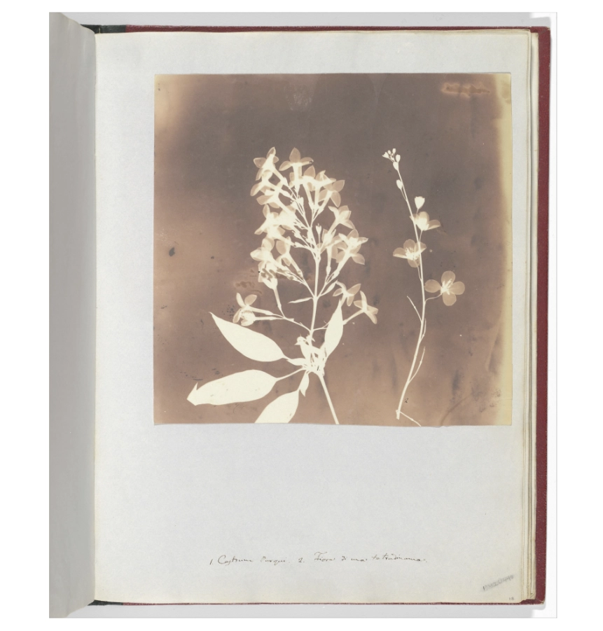 William Henry Fox Talbot image