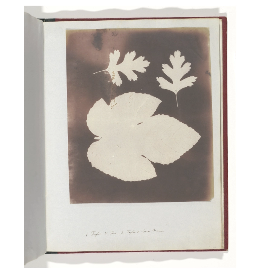 William Henry Fox Talbot image