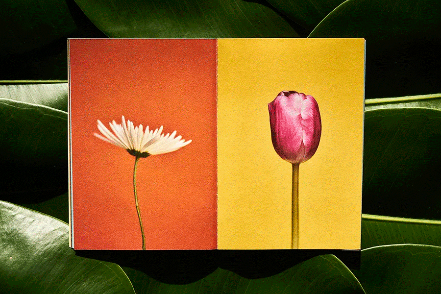 Gif fanzine flores