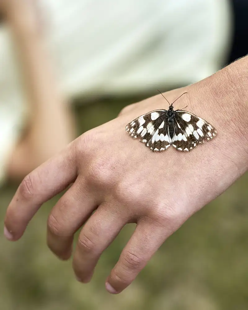 Mariposa blanca y negra sobre mano